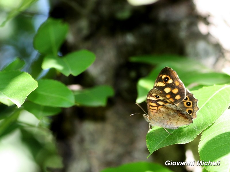 Parco del Ticino 15.5.16